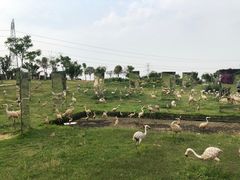 -紫颐香薰山谷景区