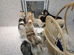 -Husky Go!哈士奇体验馆·宠物咖啡厅狗咖