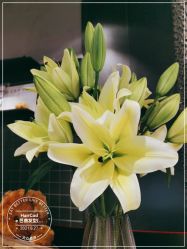 -HairCode芭曲发型