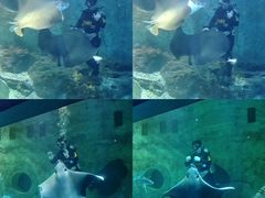 -大连圣亚海洋世界