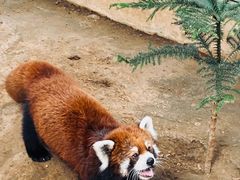 -辛玛王国游乐园