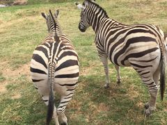 -威勒比开放式动物园