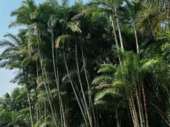 -中国科学院西双版纳热带植物园
