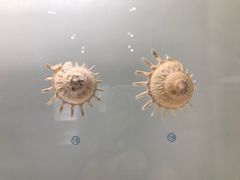 -青岛贝壳博物馆