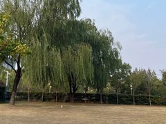 -大宁公园