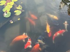 -西湖游船