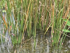 -白鹭湾湿地公园