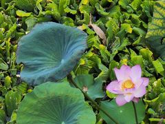 -荔湾湖公园