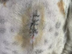 -喜多萌中农锦绣动物医院24H·猫科·牙科MRI·CT