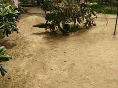 -呀路古热带植物园