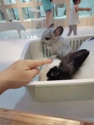 -Moni星球萌宠·小马宝莉·灵蛇·高端高阶全萌宠互动体验俱乐部(红豆国际广场店)