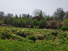 -曹州牡丹园