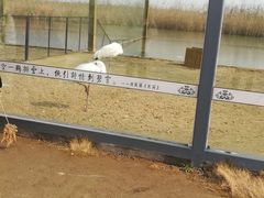 -盐城丹顶鹤湿地生态旅游区
