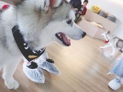 -Husky Go! 哈士奇体验馆·宠物咖啡厅狗咖