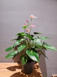 -卡莫瑜伽·普拉提