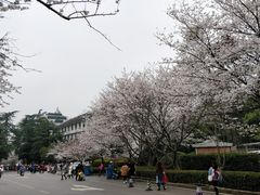 -武汉大学-樱园
