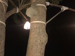 -卷心菜和避孕套餐厅(Pattaya)