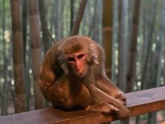 -重庆雨台山风景区