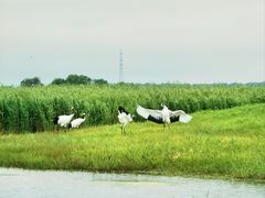 -黑龙江扎龙生态旅游区