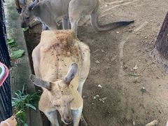 -秦皇岛野生动物园