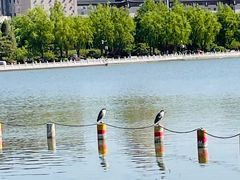 -莲花池公园