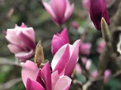 -东部华侨城