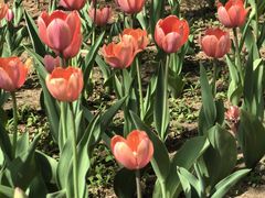 -长春公园(普阳街道)