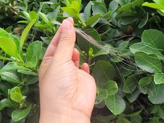 -福苗小骆驼烧烤(太奥广场店)