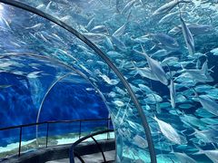 -上海海洋水族馆