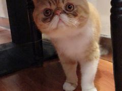 -猫小院猫主题咖啡厅(北锣店)