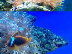 -御唐府海珊瑚主题餐厅