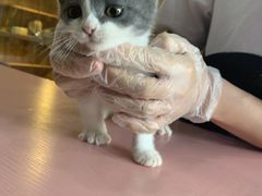-喵百万·布偶·蓝金金渐层英短·猫舍(百子湾店)