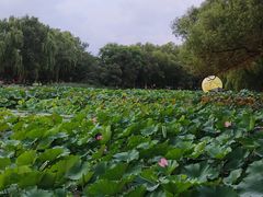 -北陵公园
