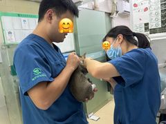 -瑞派动物医院·猫专科·至诚(江南中分院)