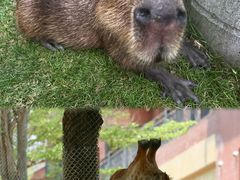 -灵玲国际马戏城