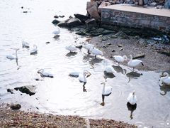 -烟墩角天鹅湖