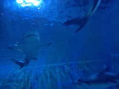 -锦艺城海洋馆