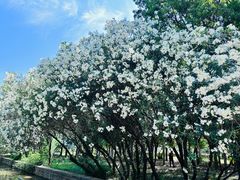 -洛阳市隋唐城遗址植物园