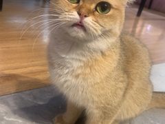 -猫小院猫主题餐厅(三里屯店)