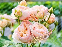 -前小桔亲子创意农场·草莓采摘·露营烧烤