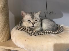 -Heymao猫咖.咖啡厅(东门店)