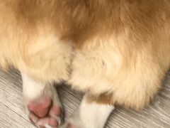 -浣熊柯尔鸭土拨鼠·电玩咖