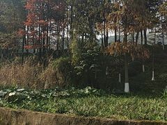 -重庆彩云湖湿地公园