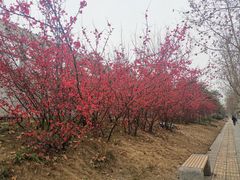 -云南邹记天麻火腿鸡(簇桥店)