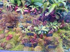 -中国科学院西双版纳热带植物园