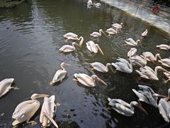 -广州长隆飞鸟乐园