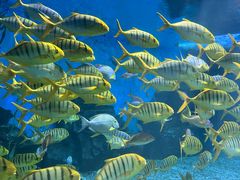 -泉城欧乐堡海洋极地世界