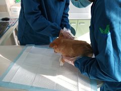 -佳怡动物医院·平价24小时·猫专科骨外科