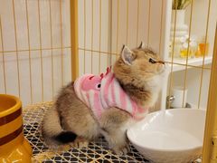 -喵zoo家庭繁育猫舍(尖东智能花园店)