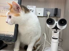 -宠物星动物医院·眼科·异宠·猫科(江南大道总院)